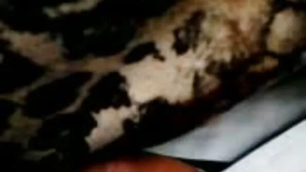 Igavesti näljased partnerid tube sex porno alustasid suurt kuradit.